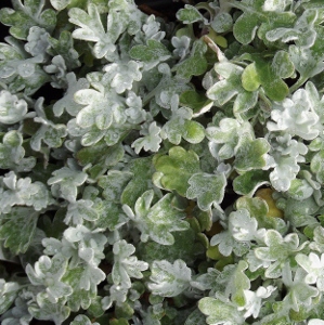 Silver Leaf Plants