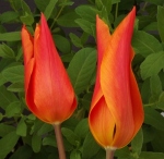 tulipballerina (300x293)