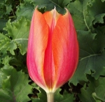 tulipelnin (300x291)