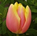 tulipmangocharm (300x292)