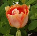 tuliporangeangelique (300x296)