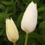 tulipwildhof (300x294)