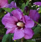 hibiscusvioletclair (287x300)